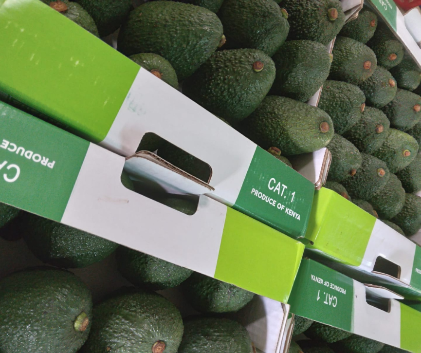 Willy KS Company - Avocado
